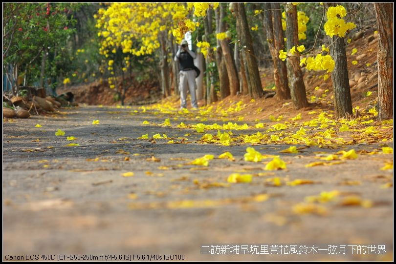 二訪新埔旱境里黃花風鈴木_23.jpg