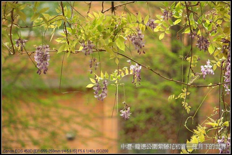 中壢~龍德公園紫藤花初賞_09.jpg