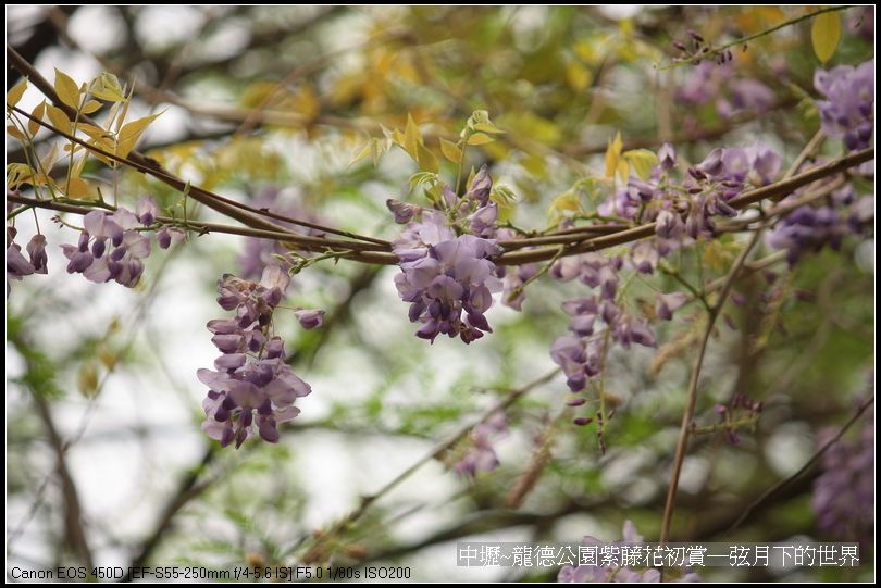 中壢~龍德公園紫藤花初賞_14.jpg