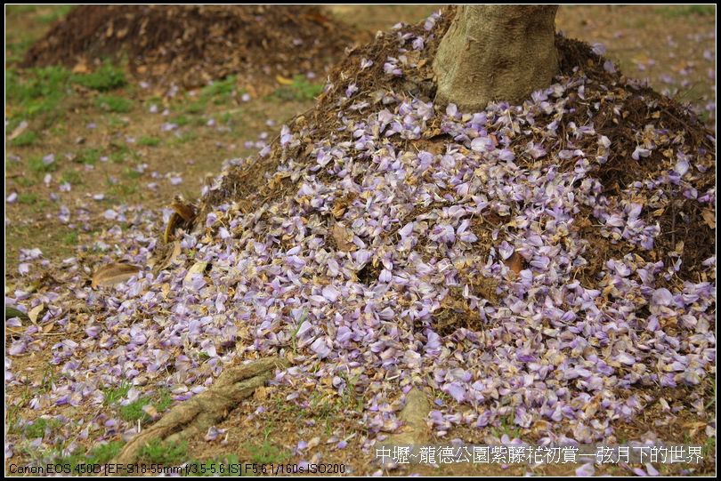 中壢~龍德公園紫藤花初賞_23.jpg