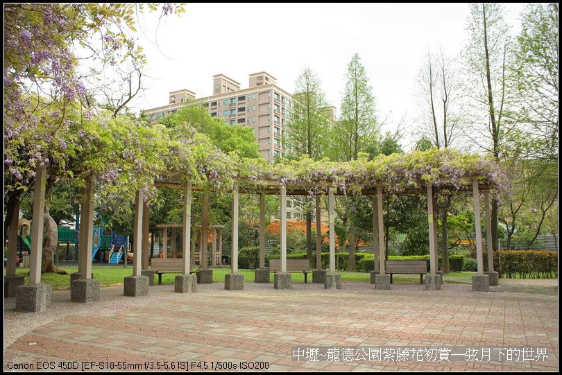 中壢~龍德公園紫藤花初賞_24.jpg