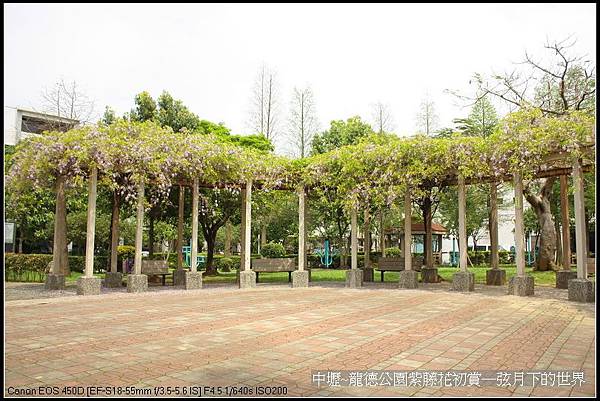 中壢~龍德公園紫藤花初賞_27.jpg