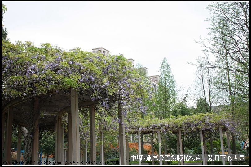 中壢~龍德公園紫藤花初賞_32.jpg