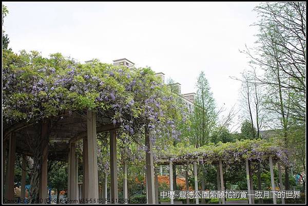 中壢~龍德公園紫藤花初賞_32.jpg