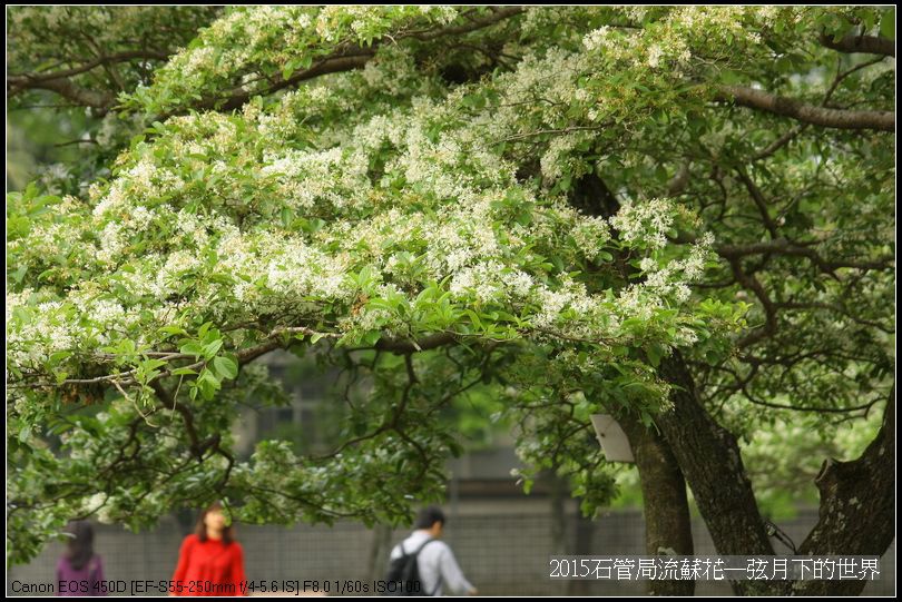 2015石管局流蘇花_27.jpg