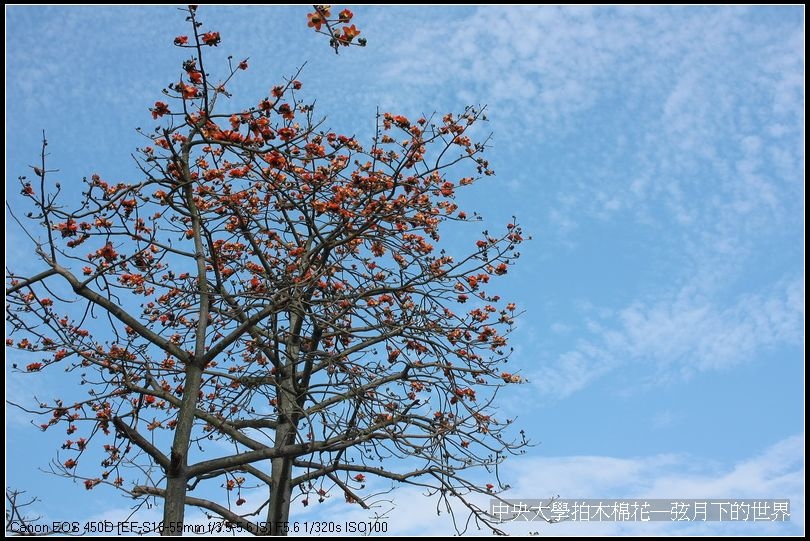 中央大學拍木棉花_10.jpg