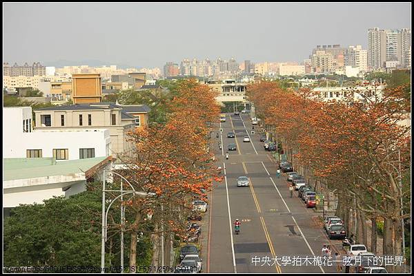 中央大學拍木棉花_18.jpg