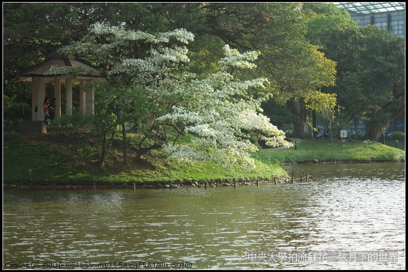 中央大學拍流蘇花_03.jpg