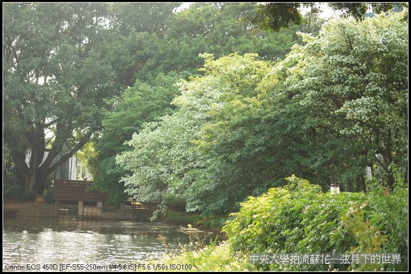 中央大學拍流蘇花_05.jpg