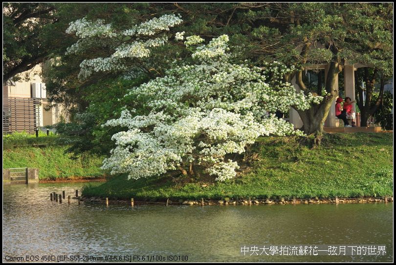 中央大學拍流蘇花_06.jpg