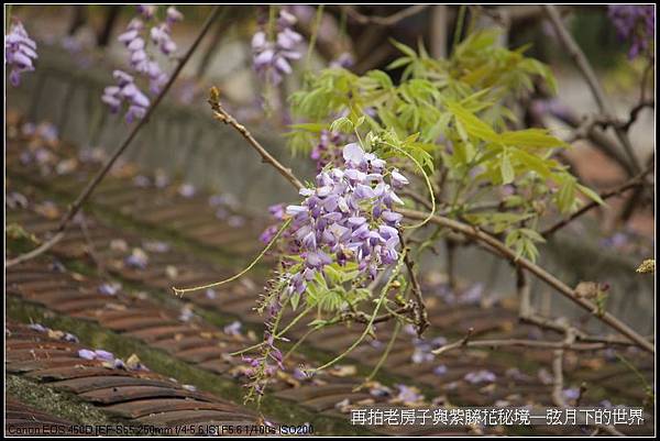 再拍老房子與紫藤花的秘境_01.jpg