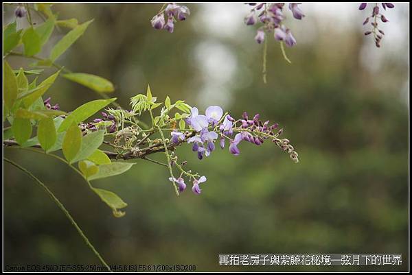 再拍老房子與紫藤花的秘境_06.jpg