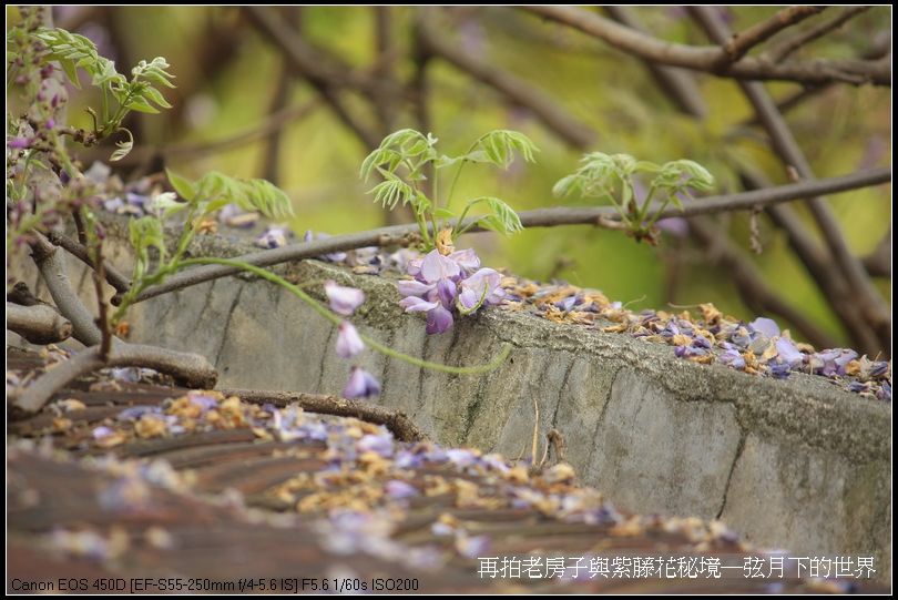 再拍老房子與紫藤花的秘境_18.jpg