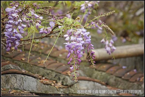 再拍老房子與紫藤花的秘境_20.jpg