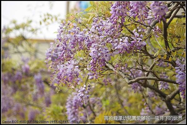 再拍龍潭幼兒園紫藤花_04.jpg