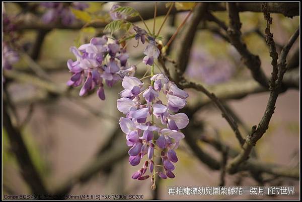 再拍龍潭幼兒園紫藤花_08.jpg