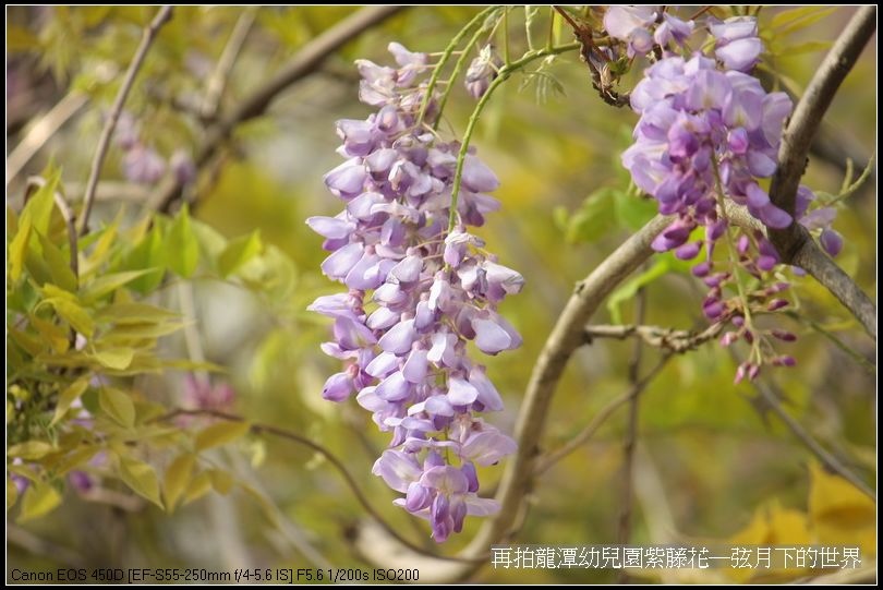 再拍龍潭幼兒園紫藤花_29.jpg