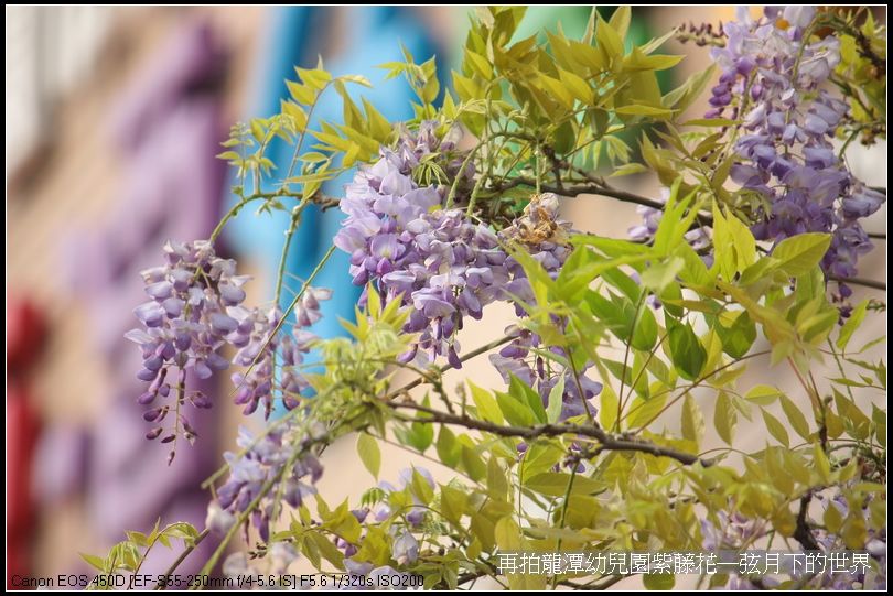 再拍龍潭幼兒園紫藤花_33.jpg