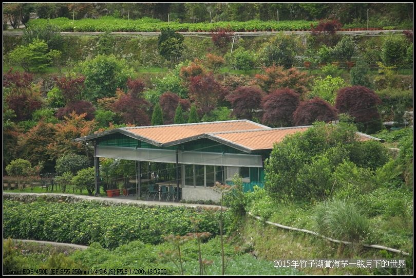 2015年竹子湖賞海芋_01