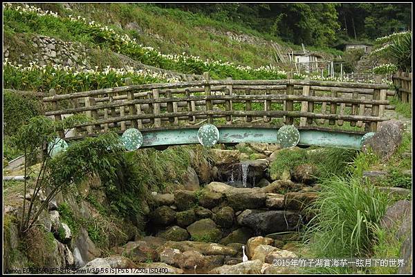 2015年竹子湖賞海芋_05