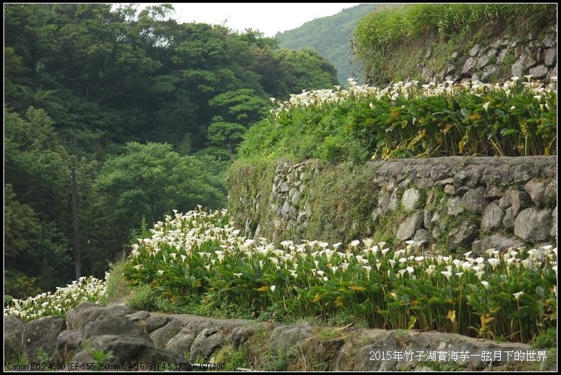 2015年竹子湖賞海芋_20