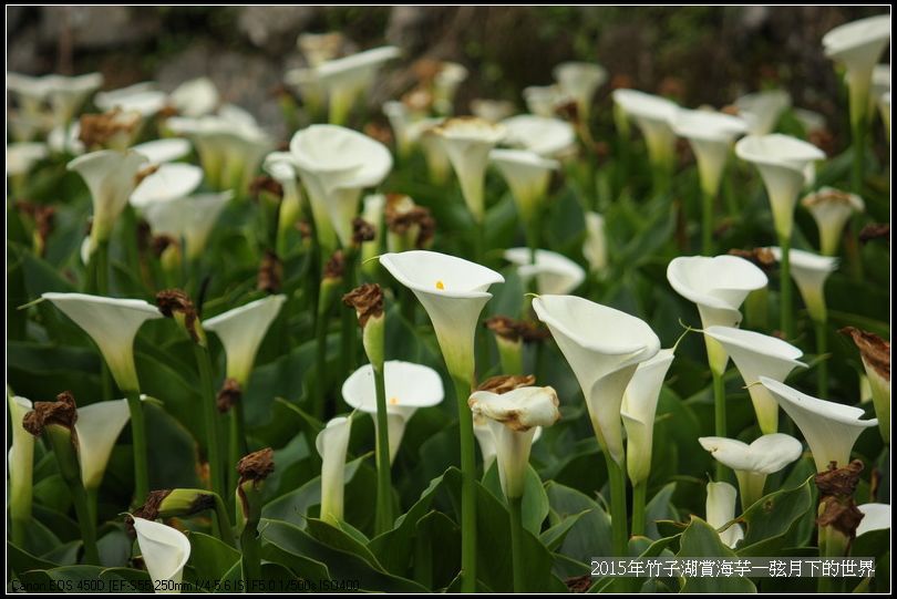 2015年竹子湖賞海芋_21