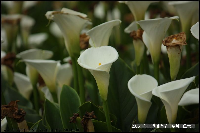 2015年竹子湖賞海芋_22