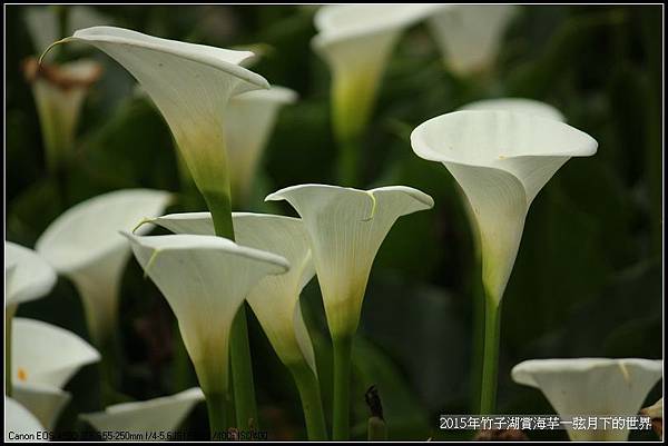 2015年竹子湖賞海芋_24