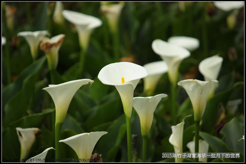 2015年竹子湖賞海芋_26