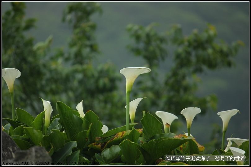 2015年竹子湖賞海芋_34