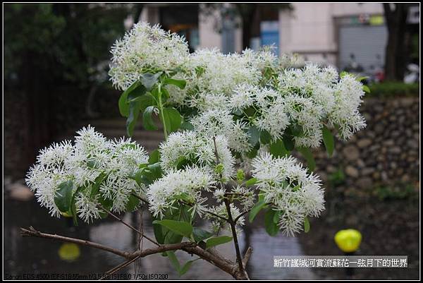 新竹護城河賞流蘇花_58.jpg