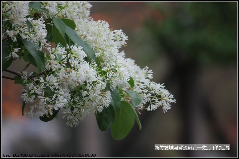 新竹護城河賞流蘇花_64.jpg