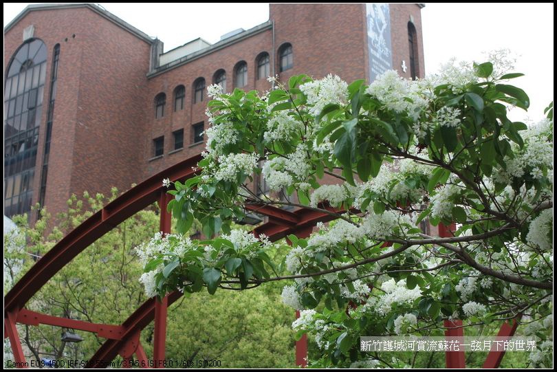 新竹護城河賞流蘇花_87.jpg