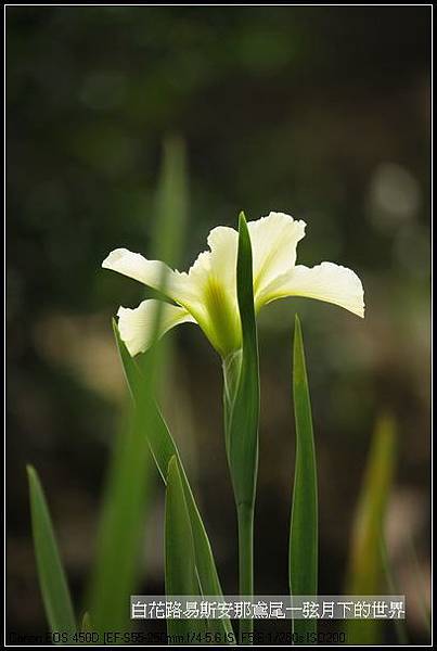  白花路易斯安那鳶尾_01.jpg