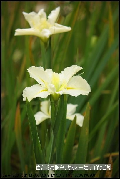  白花路易斯安那鳶尾_04.jpg