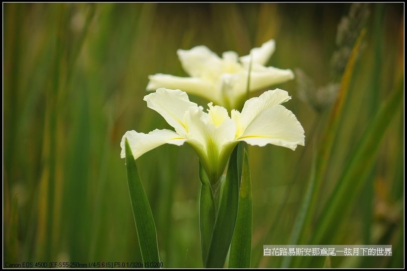  白花路易斯安那鳶尾_05.jpg