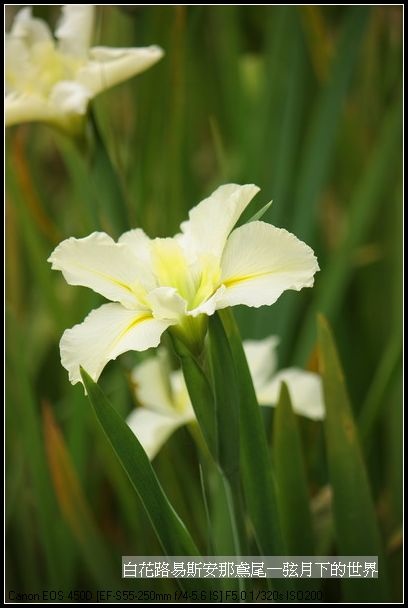  白花路易斯安那鳶尾_03.jpg