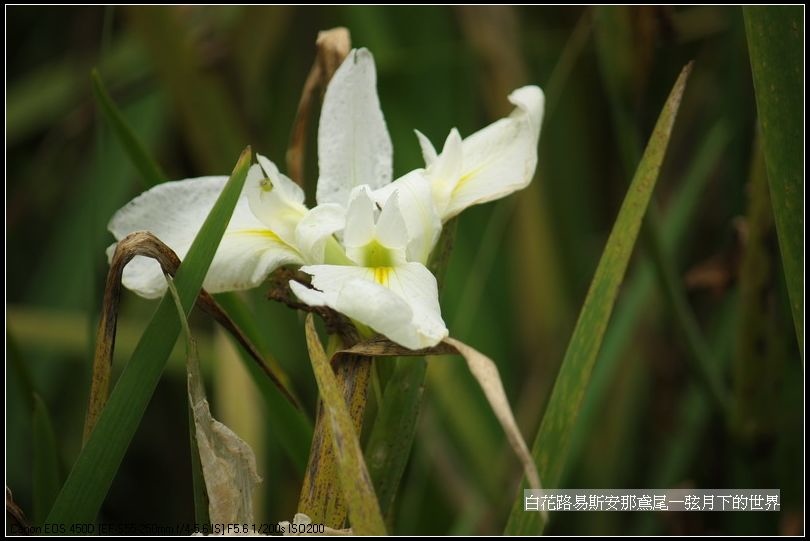  白花路易斯安那鳶尾_06.jpg