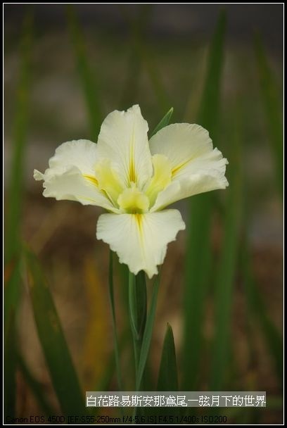  白花路易斯安那鳶尾_07.jpg