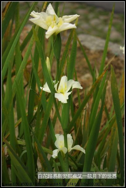  白花路易斯安那鳶尾_10.jpg