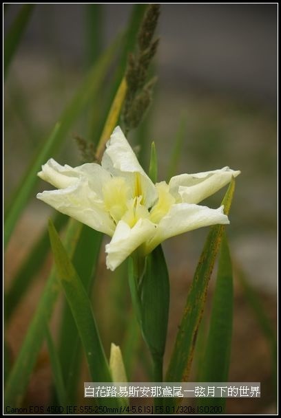  白花路易斯安那鳶尾_11.jpg