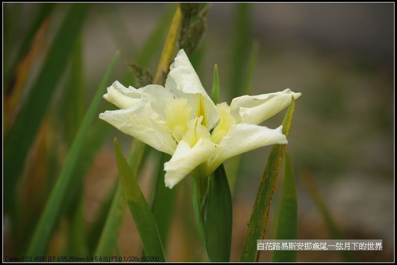  白花路易斯安那鳶尾_12.jpg