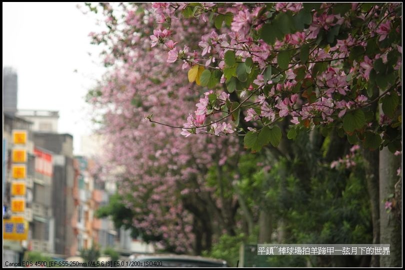 平鎮棒球場拍羊蹄甲與木棉花_01