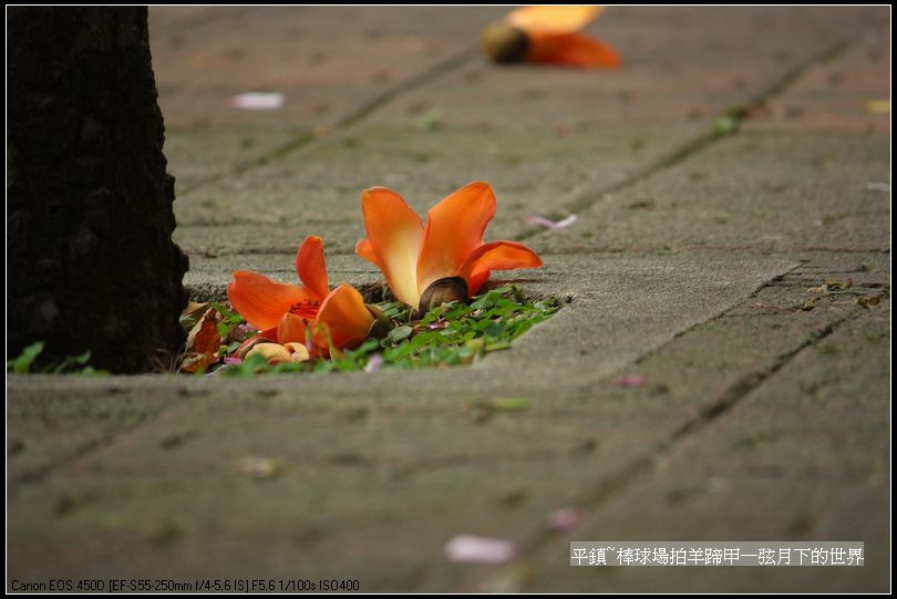 平鎮棒球場拍羊蹄甲與木棉花_10