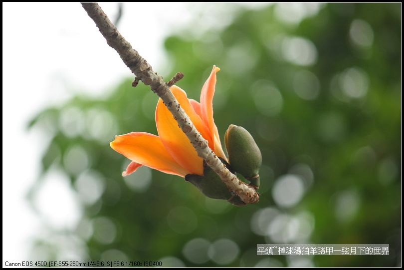 平鎮棒球場拍羊蹄甲與木棉花_26