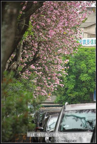 平鎮棒球場拍羊蹄甲與木棉花_30