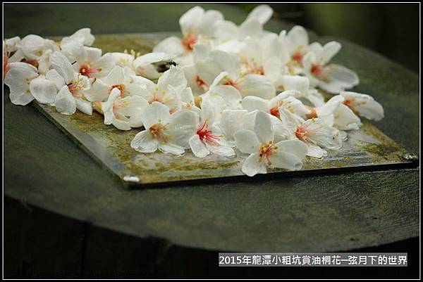 2015賞油桐花_02