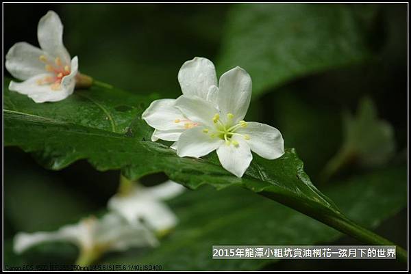 2015賞油桐花_11