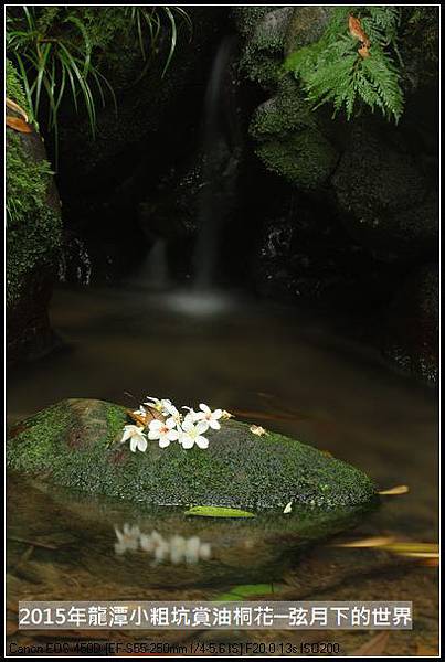 2015賞油桐花_21