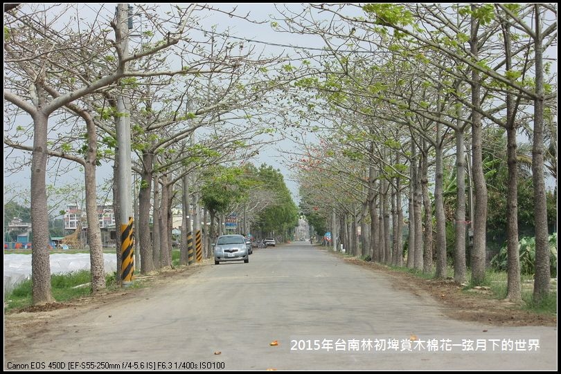 台南林初埤賞木棉花_01